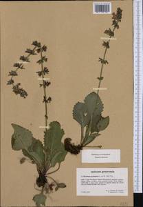 Horminum pyrenaicum L., Western Europe (EUR) (Italy)