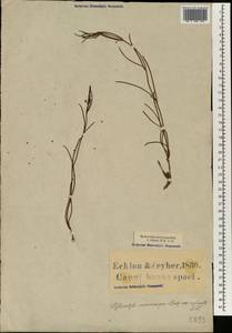 Centella macrocarpa (Rich.) Adamson, Africa (AFR) (South Africa)