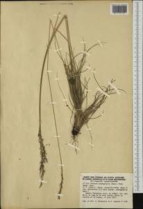 Festuca trachyphylla (Hack.) Hack., Western Europe (EUR) (Belgium)