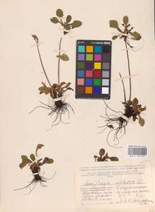Micranthes nivalis (L.) Small, Eastern Europe, Northern region (E1) (Russia)