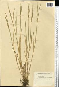 Aegilops cylindrica Host, Eastern Europe, North-Western region (E2) (Russia)