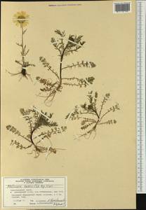 Tripleurospermum hookeri Sch. Bip., Siberia, Central Siberia (S3) (Russia)