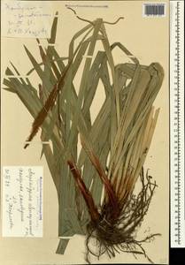 Carex pendula Huds., Caucasus, Azerbaijan (K6) (Azerbaijan)