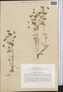 Euphorbia deltobracteata (Prokh.) Prokh., Middle Asia, Kopet Dag, Badkhyz, Small & Great Balkhan (M1) (Turkmenistan)