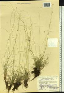 Carex sedakowii C.A.Mey. ex Meinsh., Siberia, Central Siberia (S3) (Russia)