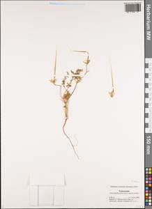 Erodium, Middle Asia, Karakum (M6) (Turkmenistan)