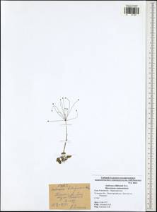 Androsace filiformis Retz., Eastern Europe, Central region (E4) (Russia)