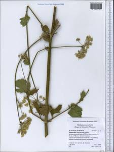 Mediasia macrophylla (Regel & Schmalh.) Pimenov, Middle Asia, Western Tian Shan & Karatau (M3) (Kyrgyzstan)
