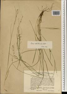 Carex remotiuscula Wahlenb., South Asia, South Asia (Asia outside ex-Soviet states and Mongolia) (ASIA) (China)