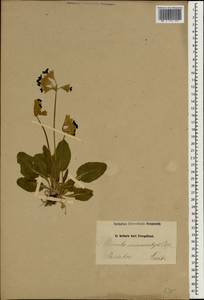 Primula veris subsp. macrocalyx (Bunge) Lüdi, South Asia, South Asia (Asia outside ex-Soviet states and Mongolia) (ASIA) (Iran)