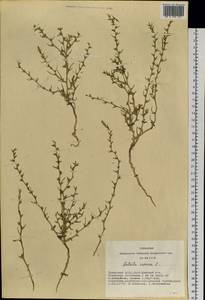 Salsola rosacea L., Siberia, Altai & Sayany Mountains (S2) (Russia)