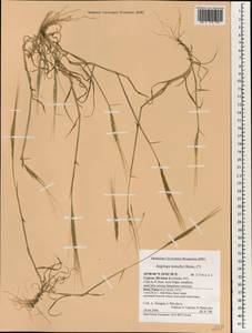 Aegilops kotschyi Boiss., South Asia, South Asia (Asia outside ex-Soviet states and Mongolia) (ASIA) (Cyprus)