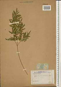 Silphiodaucus prutenicus subsp. prutenicus, Eastern Europe, South Ukrainian region (E12) (Ukraine)