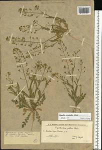 Capsella orientalis Klokov, Eastern Europe, Lower Volga region (E9) (Russia)