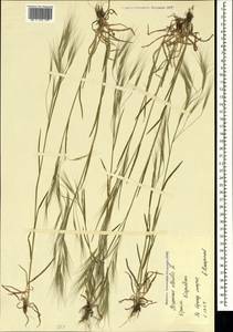 Bromus sterilis L., Crimea (KRYM) (Russia)