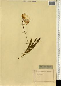 Geissorhiza imbricata subsp. bicolor (N.E.Br.) Goldblatt, Africa (AFR) (Not classified)