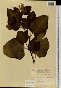 Koenigia weyrichii (F. Schmidt) T. M. Schust. & Reveal, Siberia, Russian Far East (S6) (Russia)