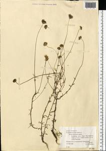 Jasione montana L., Eastern Europe, North-Western region (E2) (Russia)