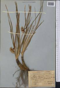 Allium oreoprasum Schrenk, Middle Asia, Northern & Central Tian Shan (M4) (Kyrgyzstan)