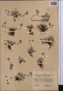 Potentilla hololeuca Boiss., Middle Asia, Western Tian Shan & Karatau (M3) (Uzbekistan)