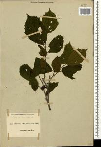 Corylus avellana L., Caucasus, Azerbaijan (K6) (Azerbaijan)