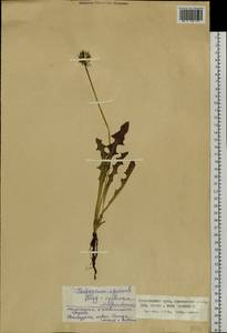 Taraxacum officinale Weber ex F. H. Wigg., Siberia, Altai & Sayany Mountains (S2) (Russia)