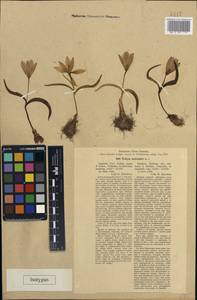 Tulipa humilis Herb., Caucasus, Stavropol Krai, Karachay-Cherkessia & Kabardino-Balkaria (K1b) (Russia)