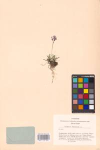 Primula farinosa L., Siberia, Altai & Sayany Mountains (S2) (Russia)