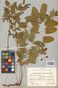 Sanguisorba officinalis L., Siberia, Russian Far East (S6) (Russia)