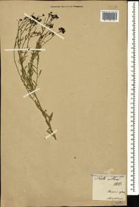 Haplophyllum villosum (M. Bieb.) G. Don, Caucasus, Armenia (K5) (Armenia)