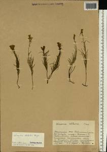 Linaria altaica Fisch., Eastern Europe, Eastern region (E10) (Russia)