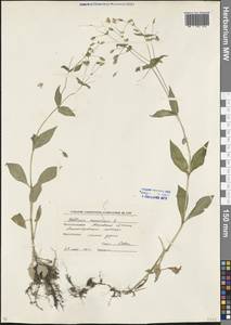 Stellaria nemorum L., Eastern Europe, Moscow region (E4a) (Russia)