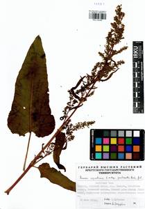 Rumex aquaticus L., Siberia, Baikal & Transbaikal region (S4) (Russia)