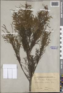 Tamarix ramosissima Ledeb., Middle Asia, Western Tian Shan & Karatau (M3) (Uzbekistan)