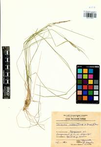 Schizachne purpurascens subsp. callosa (Turcz. ex Griseb.) T.Koyama & Kawano, Siberia, Baikal & Transbaikal region (S4) (Russia)