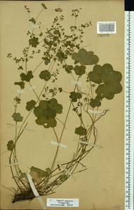 Alchemilla glabricaulis H. Lindb., Eastern Europe, Moscow region (E4a) (Russia)
