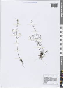 Arabidopsis arenosa (L.) Lawalrée, Eastern Europe, Moscow region (E4a) (Russia)