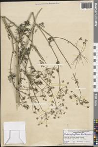 Chaerophyllum bulbosum L., South Asia, South Asia (Asia outside ex-Soviet states and Mongolia) (ASIA) (Turkey)
