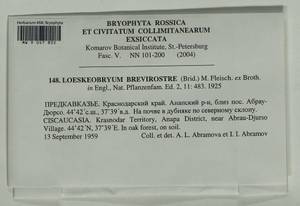 Loeskeobryum brevirostre (Brid.) M. Fleisch., Bryophytes, Bryophytes - North Caucasus & Ciscaucasia (B12) (Russia)