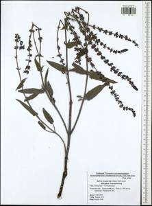 Salvia nemorosa subsp. pseudosylvestris (Stapf) Bornm., Eastern Europe, Central region (E4) (Russia)