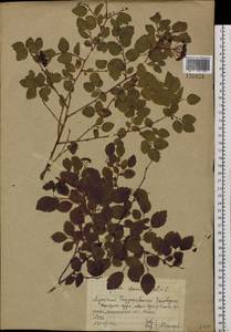 Spiraea chamaedryfolia L., Siberia, Altai & Sayany Mountains (S2) (Russia)