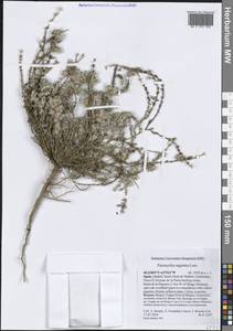 Paronychia argentea Lam., Western Europe (EUR) (Spain)