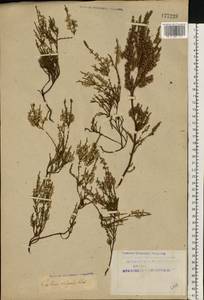 Calluna vulgaris (L.) Hull, Eastern Europe, Northern region (E1) (Russia)