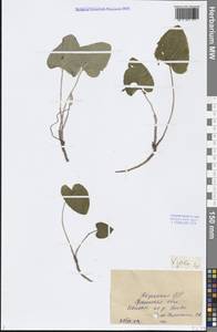 Viola, Middle Asia, Caspian Ustyurt & Northern Aralia (M8) (Kazakhstan)