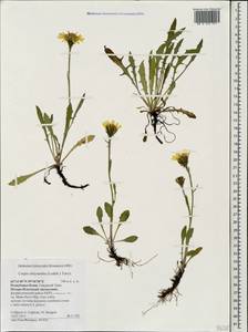 Crepis chrysantha (Ledeb.) Turcz., Eastern Europe, Northern region (E1) (Russia)
