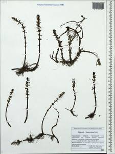 Hippuris ×lanceolata Retz., Siberia, Russian Far East (S6) (Russia)