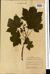 Acer pseudoplatanus L., Caucasus, Abkhazia (K4a) (Abkhazia)