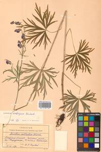 Aconitum ambiguum Rchb., Siberia, Russian Far East (S6) (Russia)