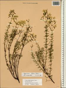 Hypericum lydium Boiss., South Asia, South Asia (Asia outside ex-Soviet states and Mongolia) (ASIA) (Turkey)