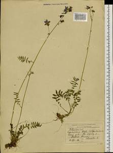 Polemonium, Siberia, Baikal & Transbaikal region (S4) (Russia)